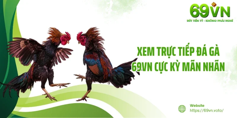 Đá Gà 69VN 4 Xem trực tiếp đá gà 69VN cực kỳ mãn nhãn
